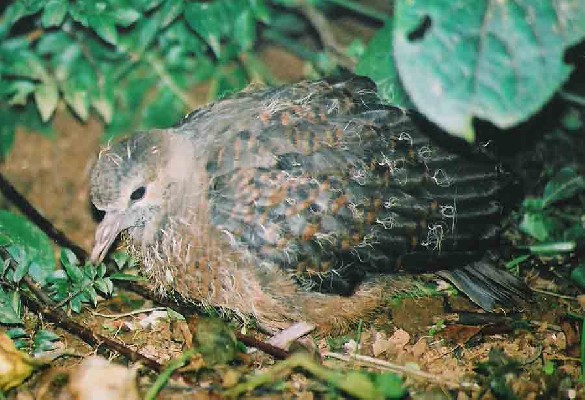 Lemon Dove