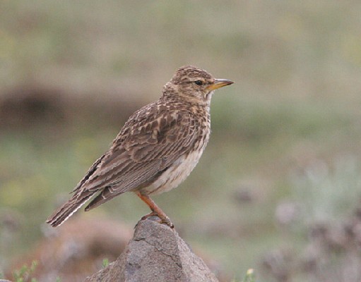 Thick-billed Lark