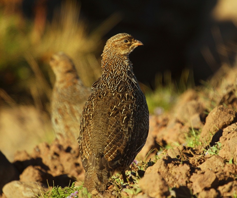 Chestnut-naped francolin