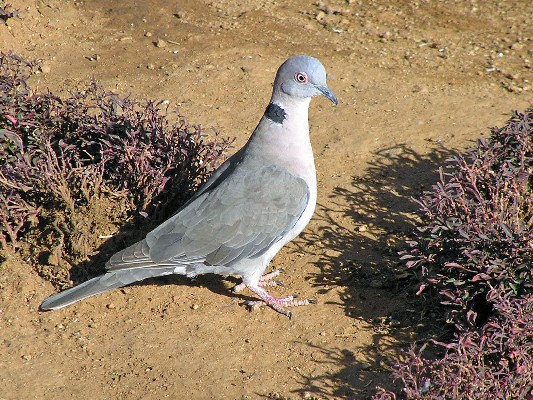 African Mourning Dove ssp elegans?
