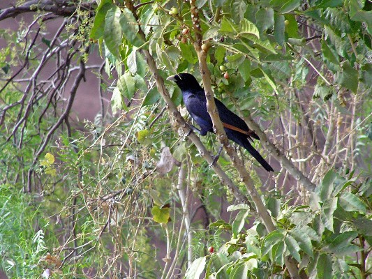 White-billed Starling