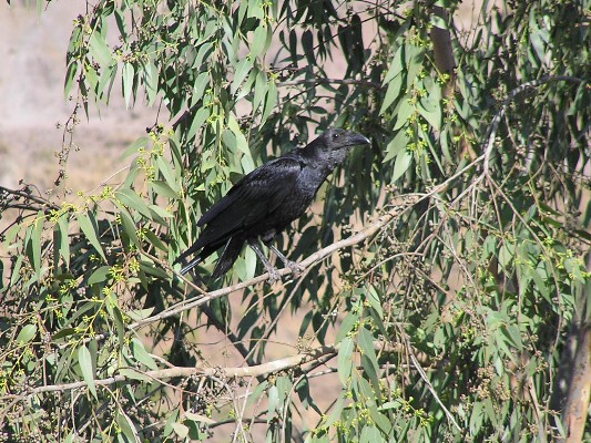 Fan-tailed Raven