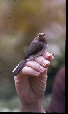 Taita Apalis