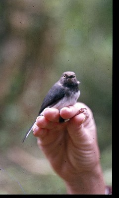 Taita Apalis