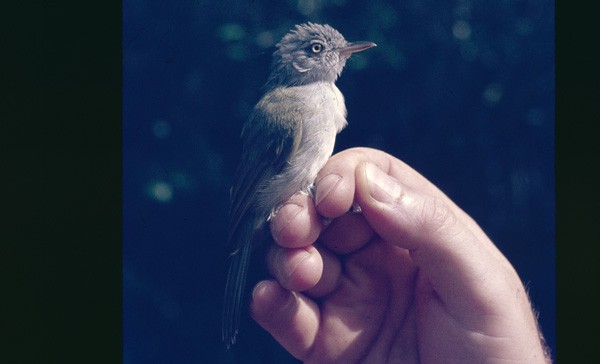 Tiny Greenbul