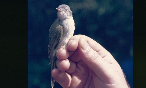 Tiny Greenbul