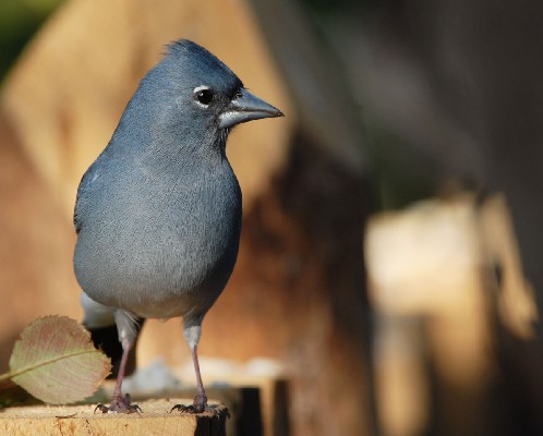 Blue Chaffinch