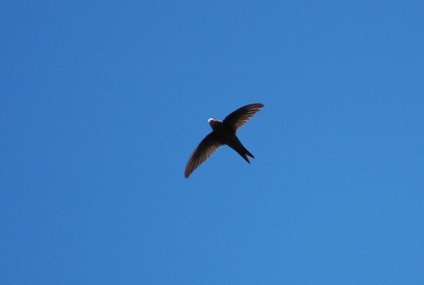 Plain Swift