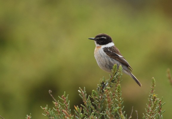 Canary Islands Stonechat