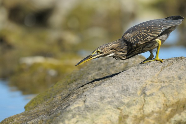 Striated Heron - Hunting