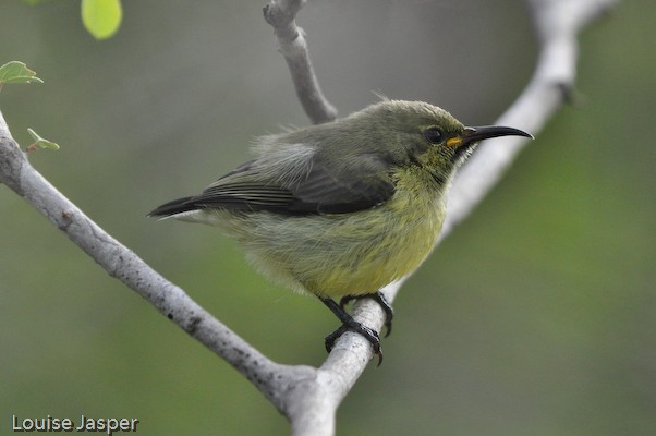 Juvenile souimanga sunbird