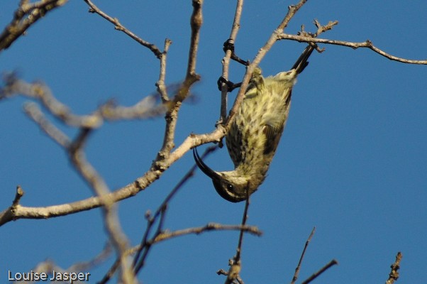 Adult female long-billed green sunbird, foraging upside down