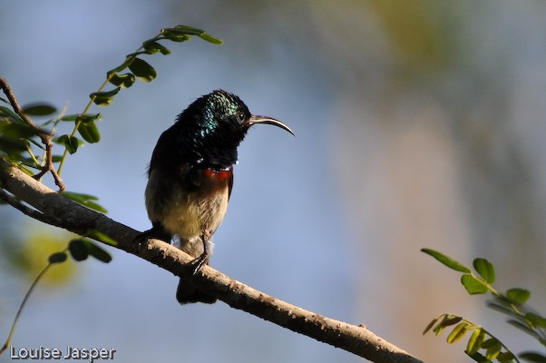 An adult male souimanga sunbird in breeding plumage