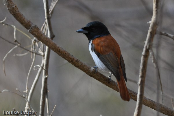 Adult male rufous vanga