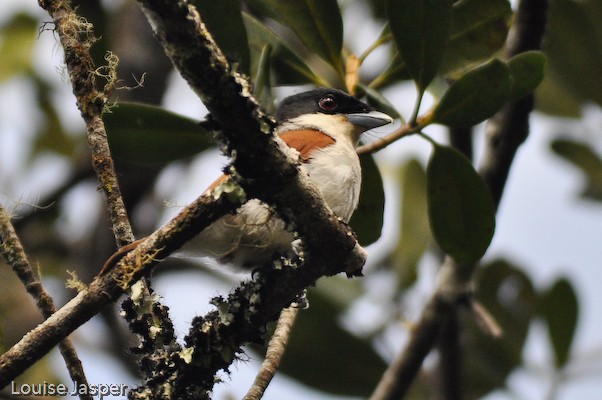 Adult female rufous vanga