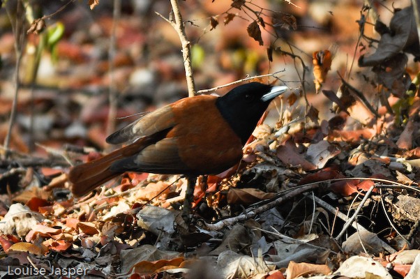Adult male rufous vanga foraging