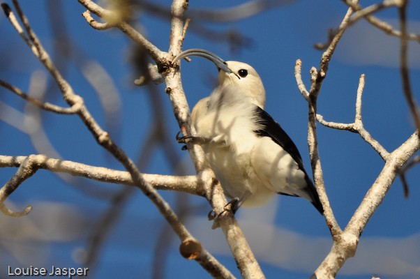 Sickle-billed vanga, Mangily