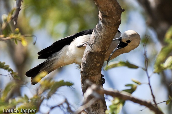 Sickle-billed vanga, foraging