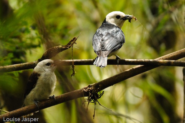 Adult white-headed vanga with food for juvenile