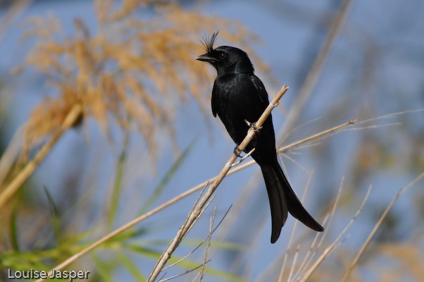 Crested drongo