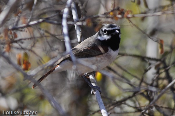 Red-tailed vanga