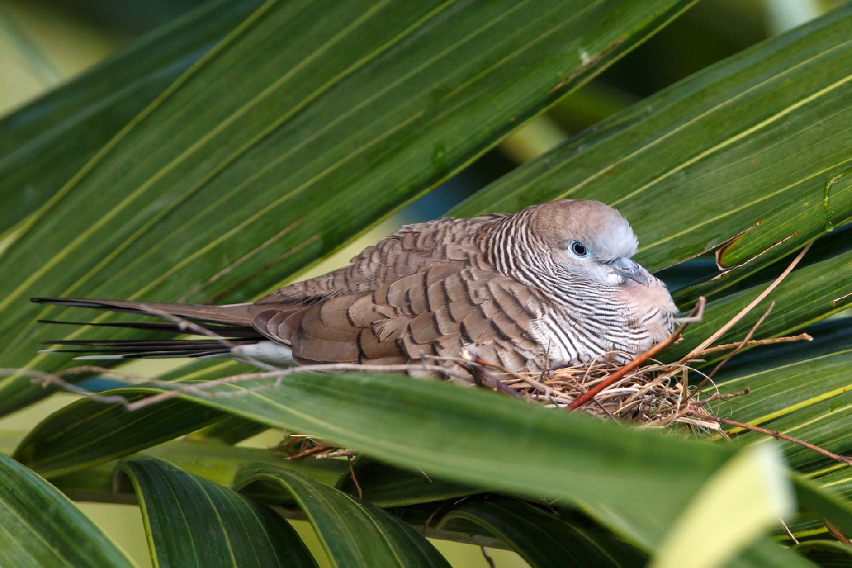 Zebra Dove