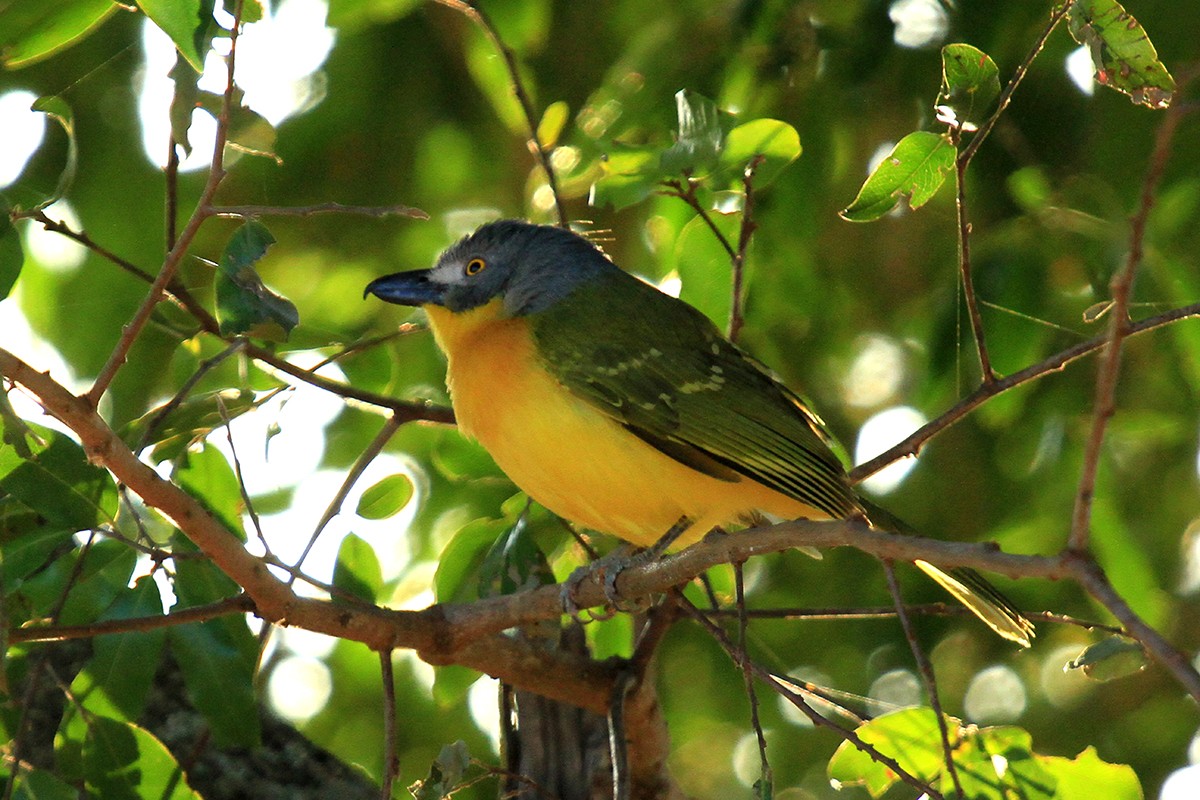 Grey-headed Bush Shrike