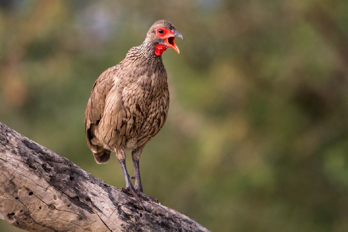Swainson's Spurfowl
