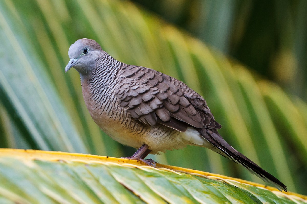 Zebra Dove