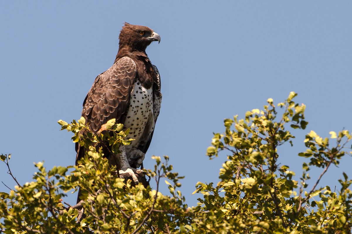 Martial Eagle