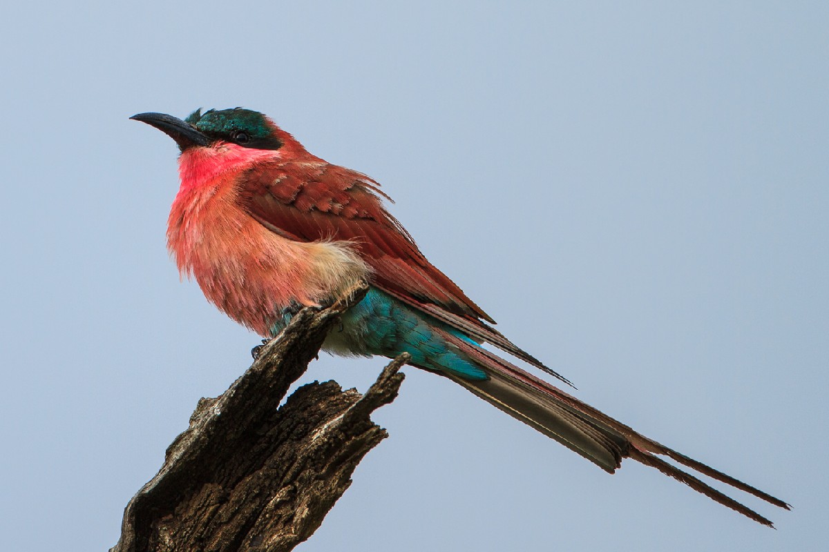 Southern Carmine Bee-eater