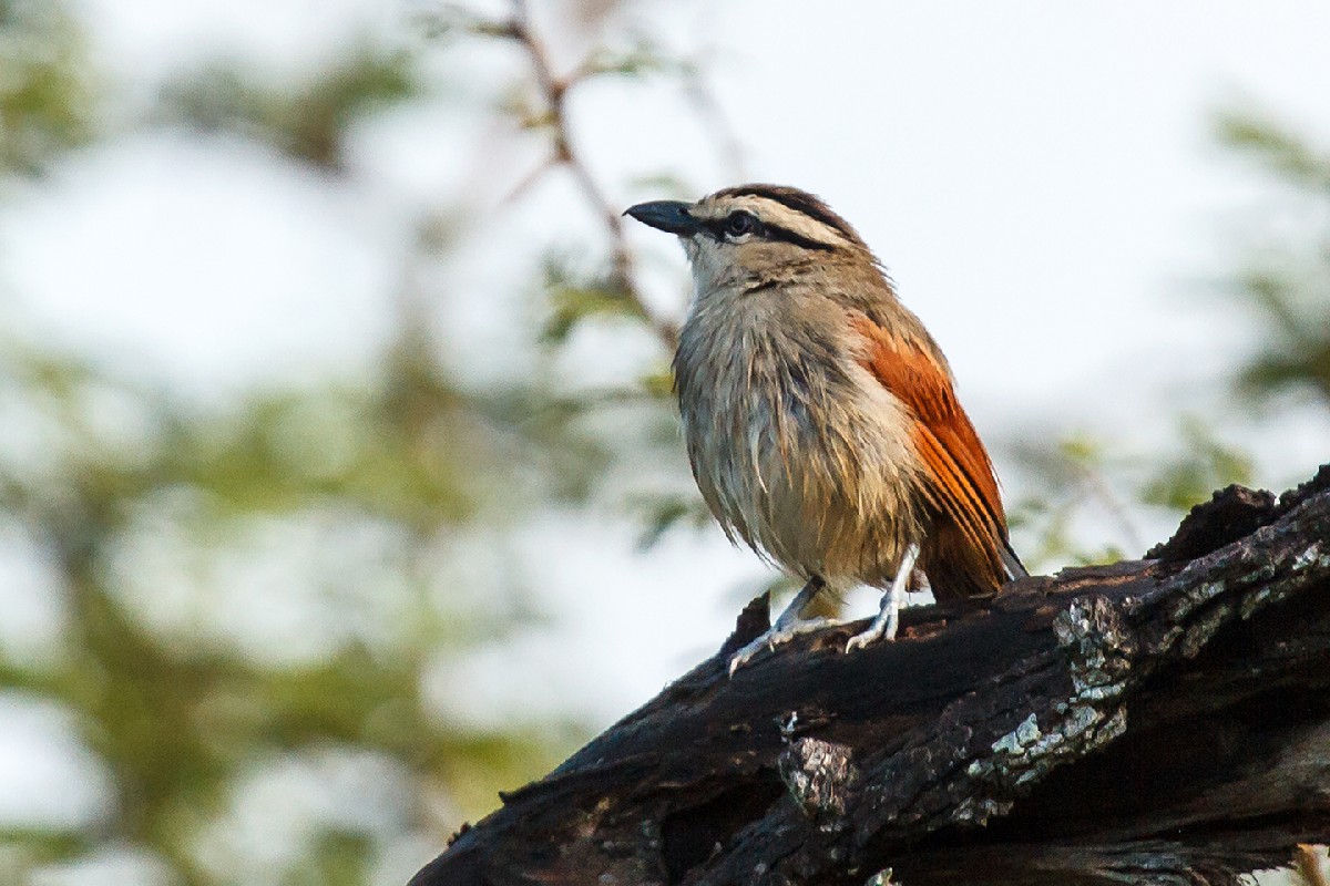 Brown-crowned Tchagra