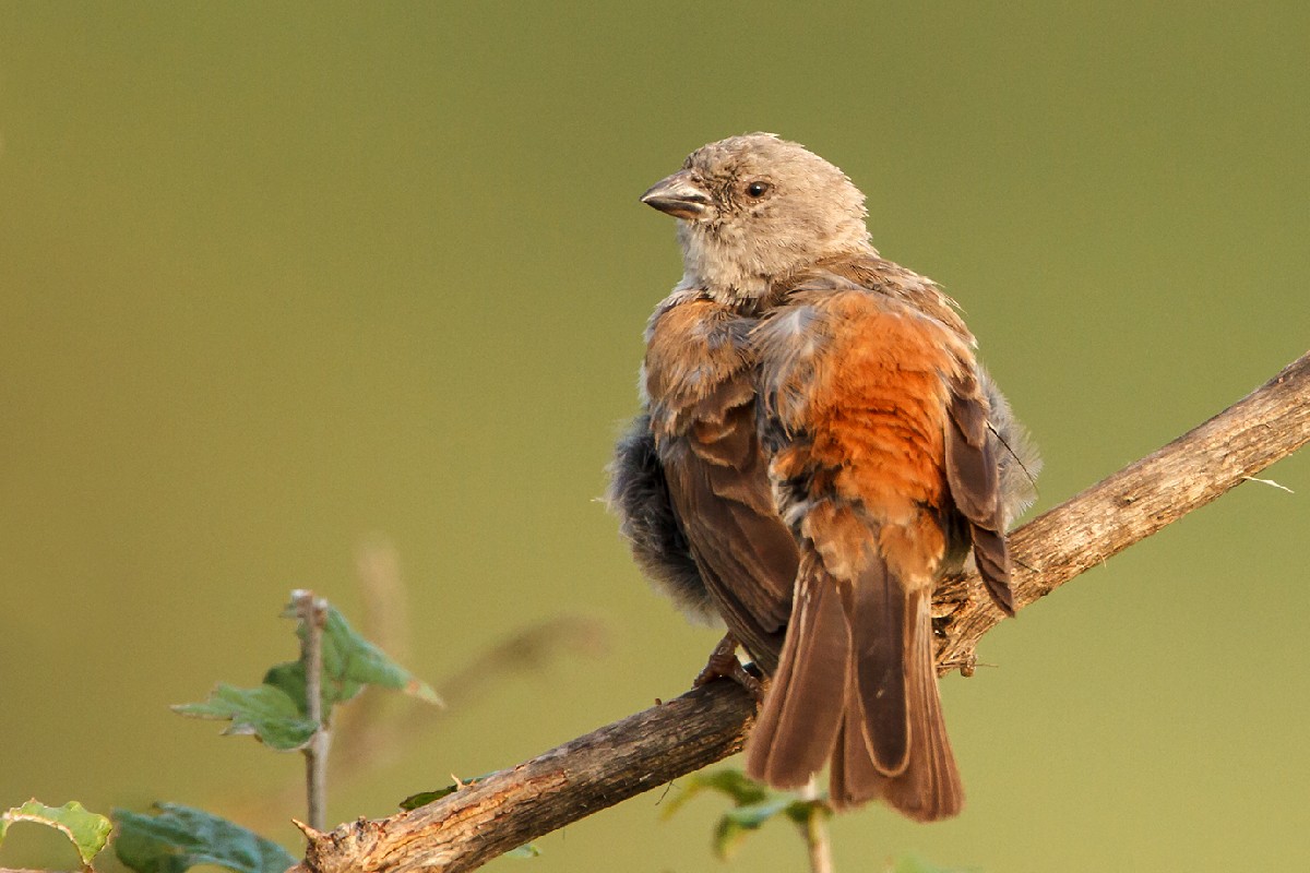Southern Grey-headed Sparrow