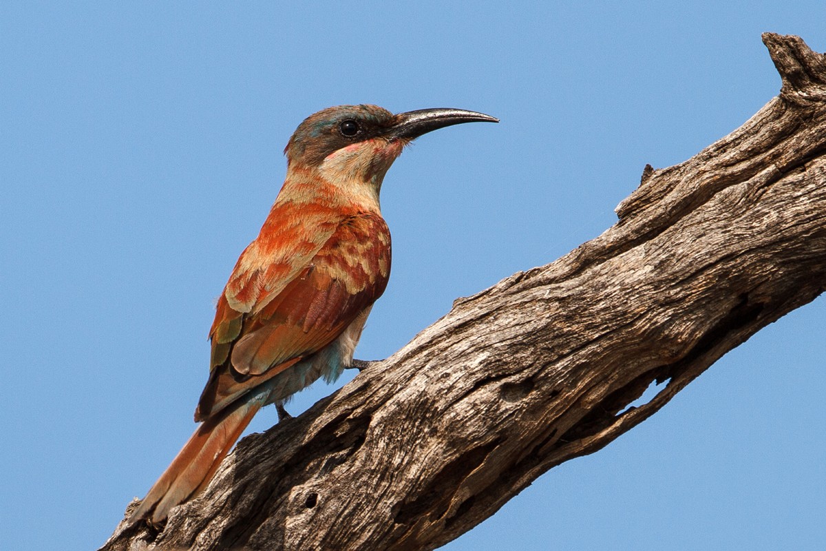 Southern Carmine Bee-eater