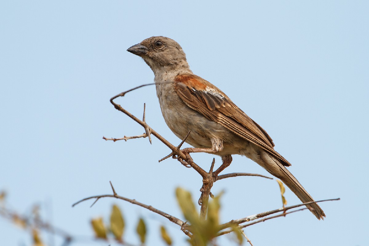 Southern Grey-headed Sparrow