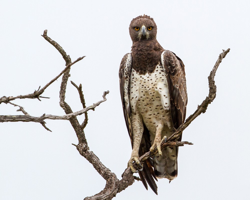 Martial Eagle