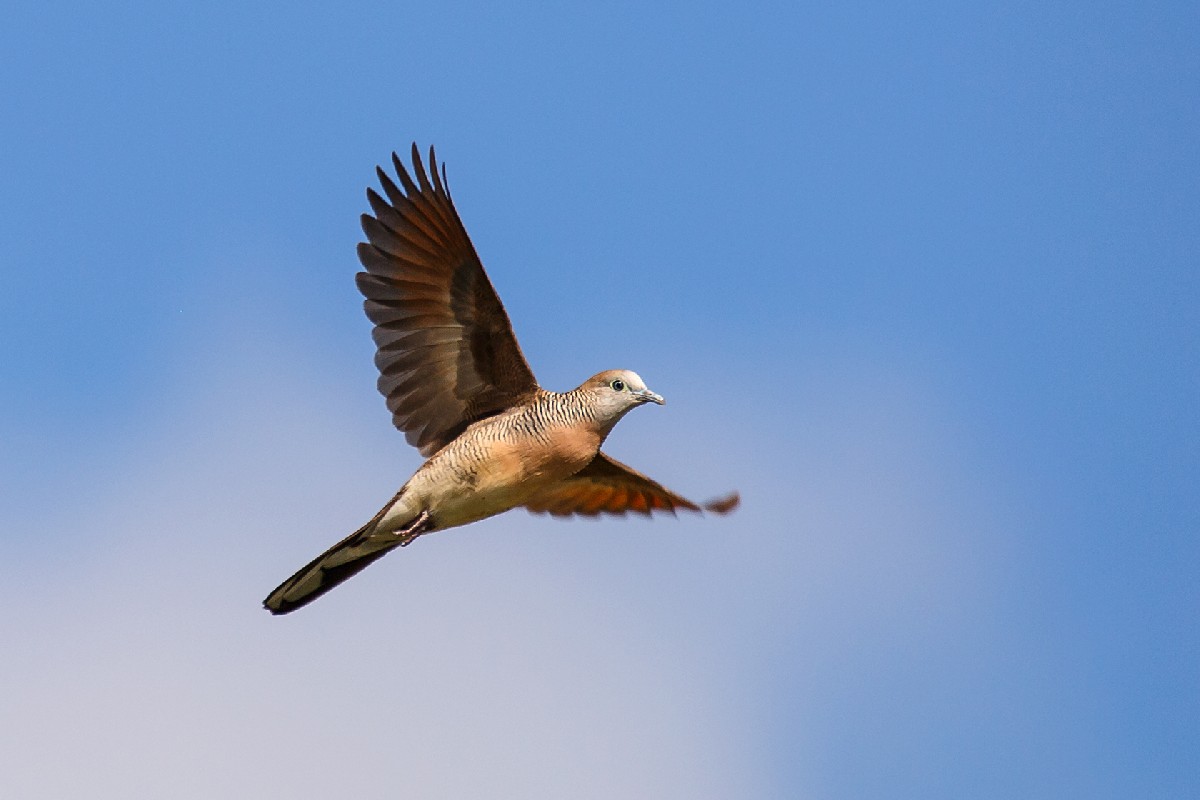 Zebra Dove
