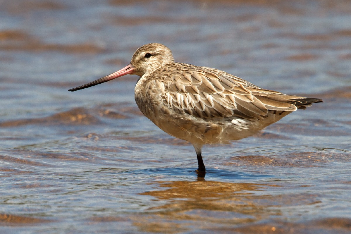 Bar-tailed Godwit