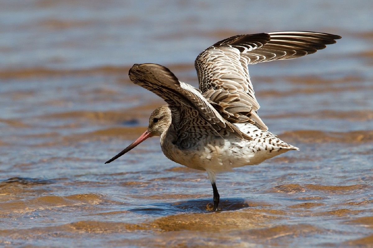 Bar-tailed Godwit