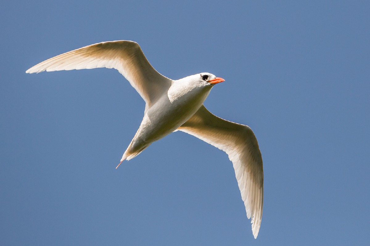 Red-tailed Tropicbird
