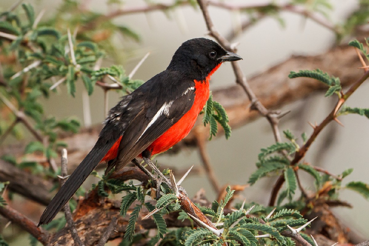 Crimson-breasted Shrike