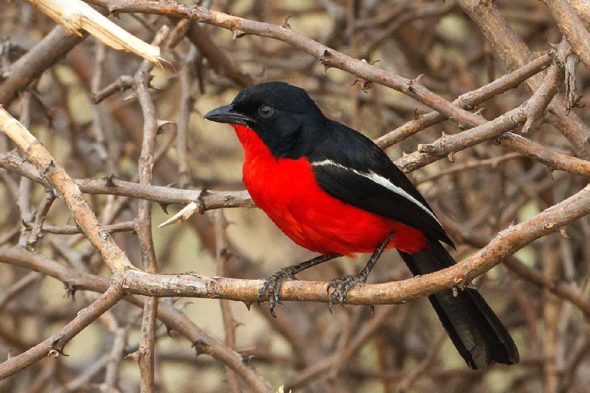 Crimson-breasted Shrike