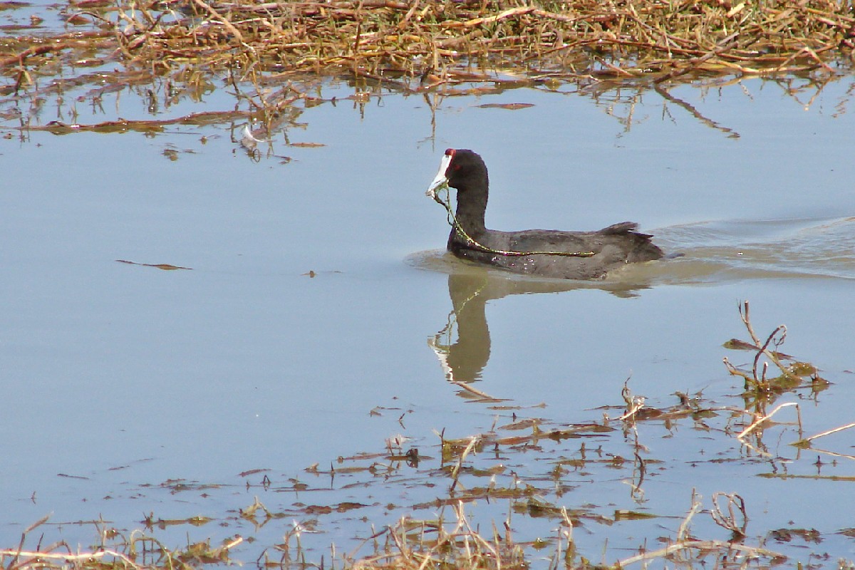 Red-knobbed Coot