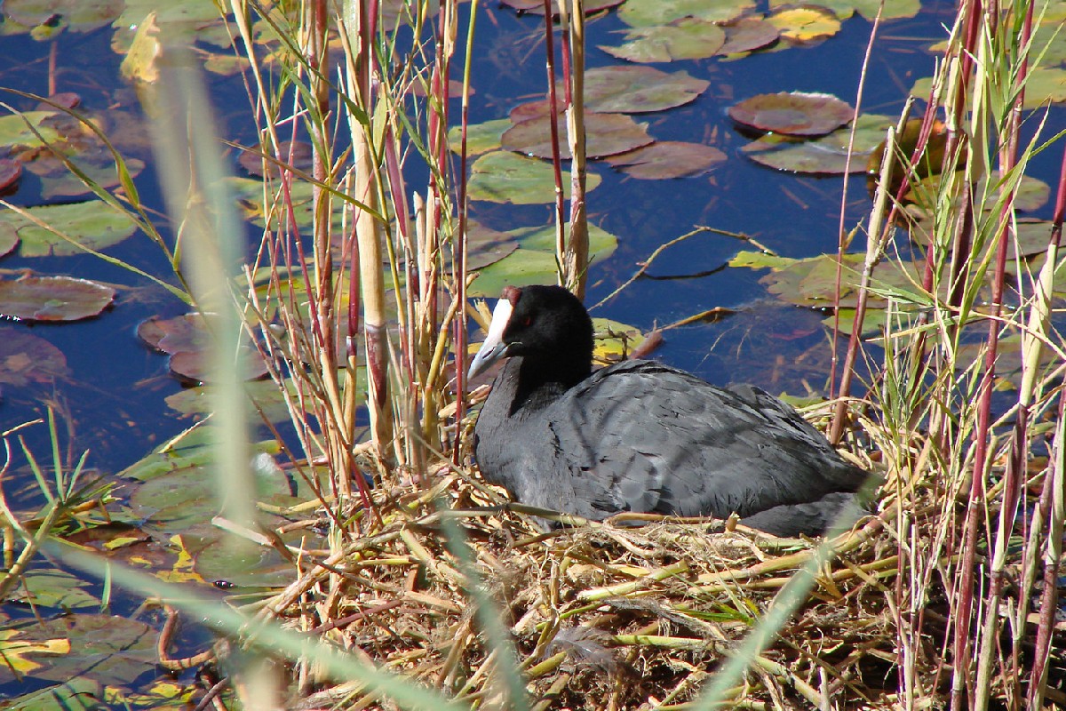 Red-knobbed Coot