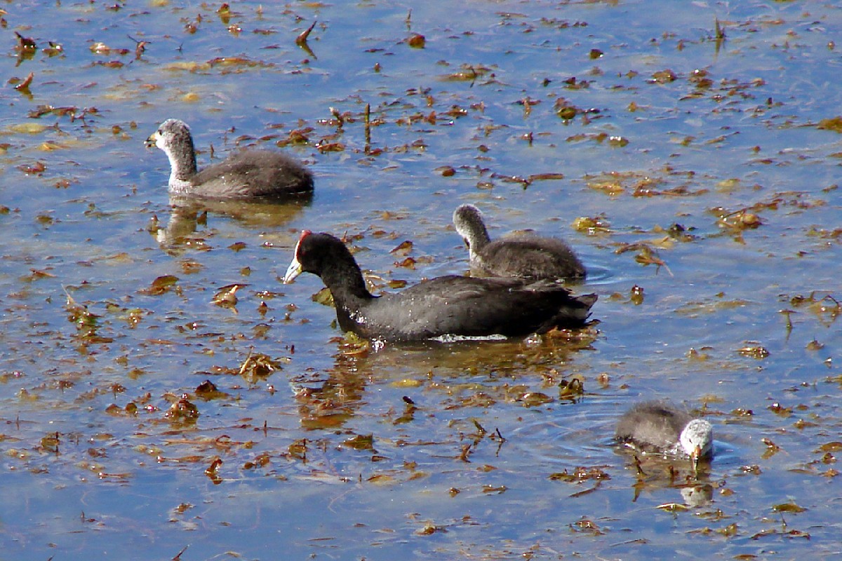Red-knobbed Coot