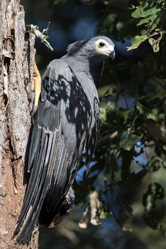 African Harrier Hawk