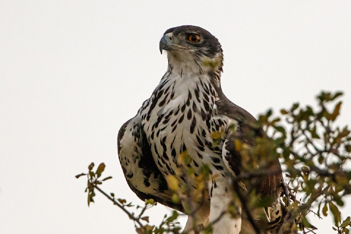 African Hawk Eagle