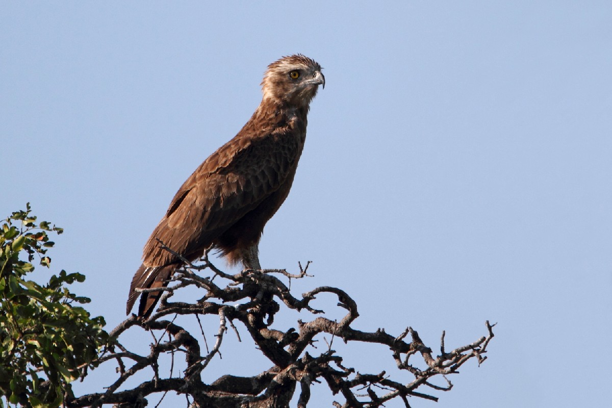 Brown Snake Eagle