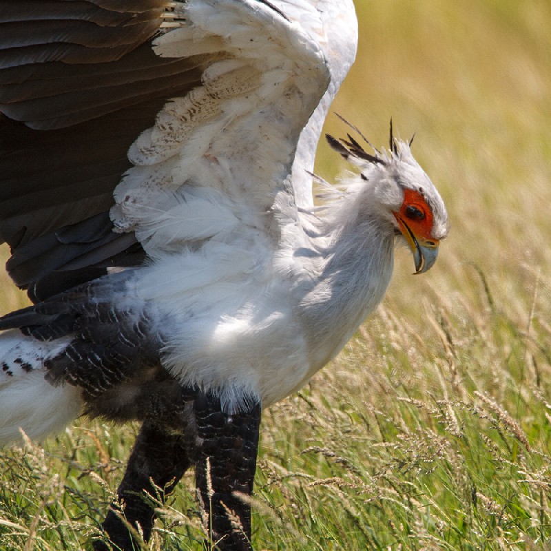 Secretary Bird 
