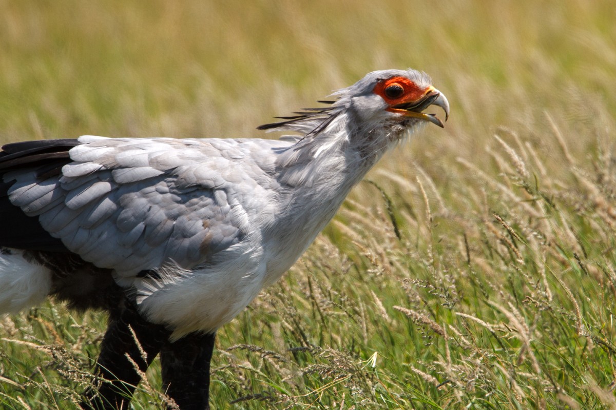 Secretary Bird
